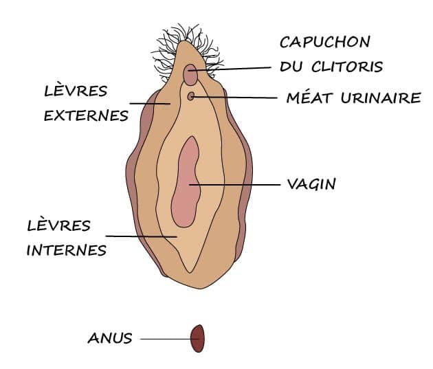 des secrets pour rétrécir le vagin naturellement