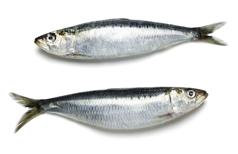 Bienfaits de la sardine